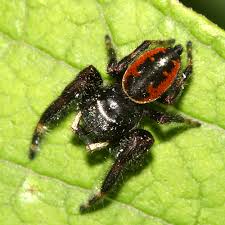 Phidippus Clarus