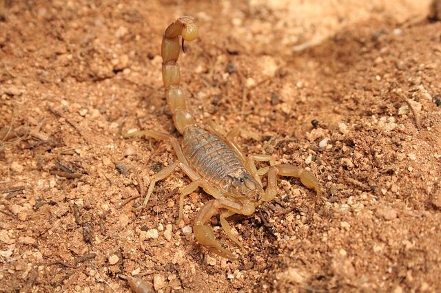File:Buthus occitanus.jpg