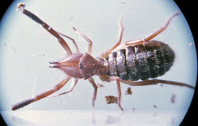 File:Gluvia dorsalis.jpg