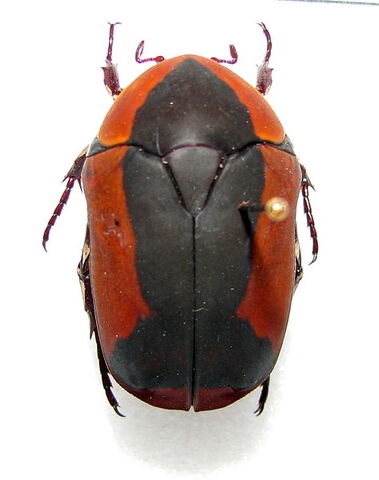 File:Pachnoda ephippiata.jpg