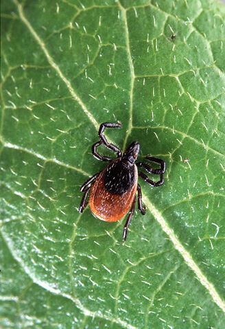 File:Deer tick.jpg
