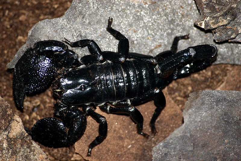 Scorpion Insect Wiki FANDOM powered by Wikia