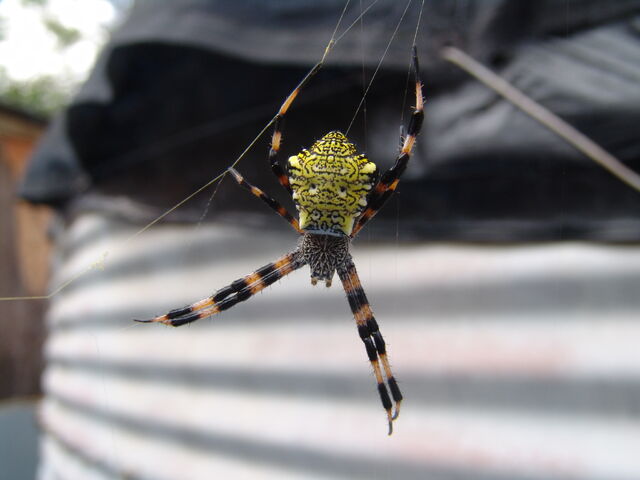 Archivo:Argiope appensa.jpg