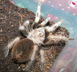 250px-Aphonopelma chalcodes
