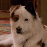 Stan (Dog with a Blog)