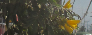 Sofora 2
