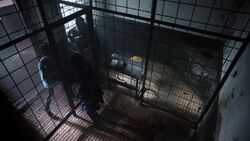 2x10 - frees tilda