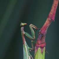 Mantids Praying Mantis Invertepedia Wiki Fandom
