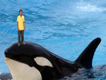 Nissimwhale