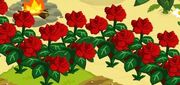 Roses