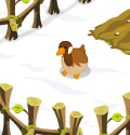 Adultwildgoose