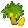 100 Papaya