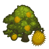 100 Durian