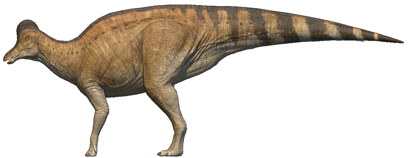 corythosaurus dinosaur with crest on head