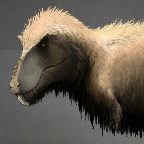 Feathers | The Isle Wiki | FANDOM powered by Wikia
