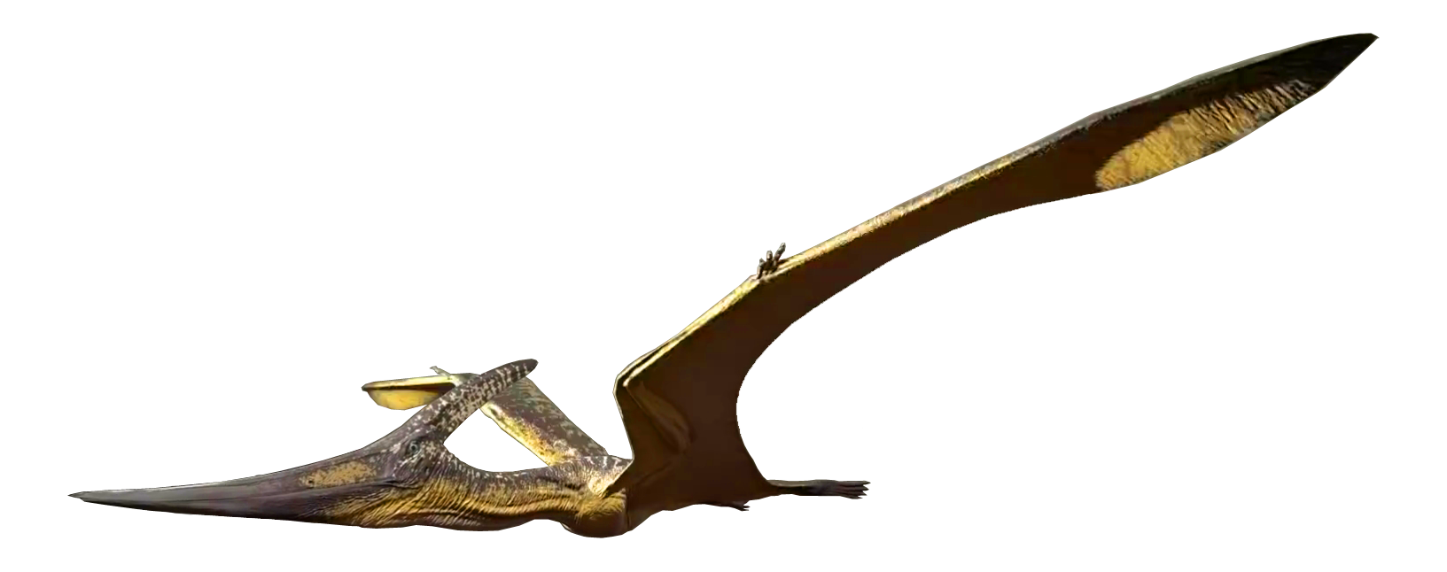 the pteranodon