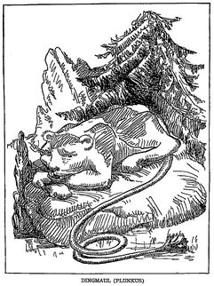 Dingmaul