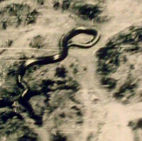 Congo Giant Snake It S Something Wiki Fandom