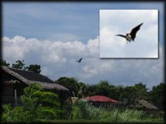 Aswang It's Something Wiki FANDOM powered by Wikia