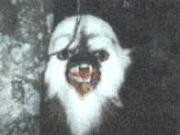 180px-Abbagoochie