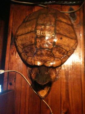 278px-Turtlebar
