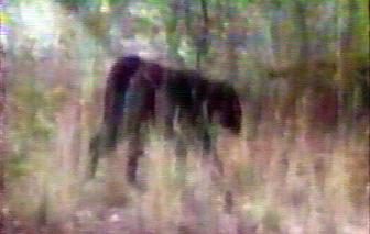 336px-Panther bluemountains1-420x0