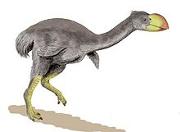 180px-220px-Dromornis BW