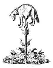 200px-Vegetable lamb (Lee, 1887)