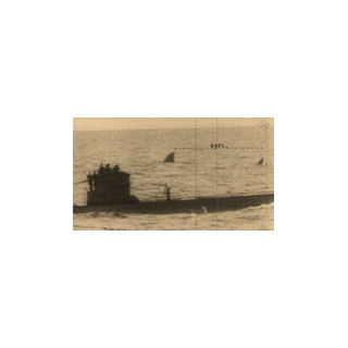 Megalodon It S Something Wiki Fandom Powered By Wikia