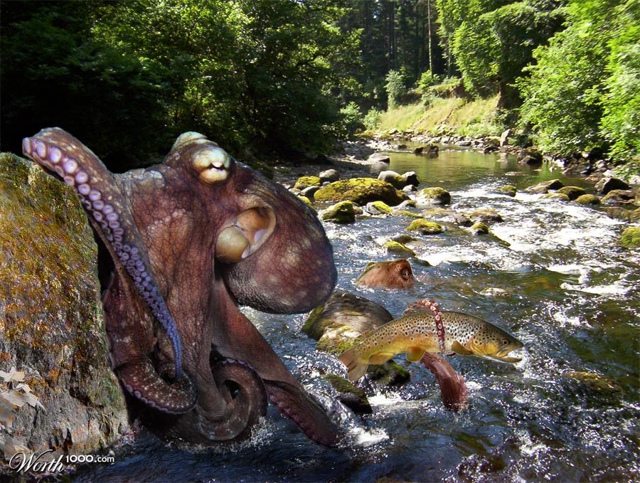 Octopuses And Freshwater Fact Or Fiction - 32zyaas