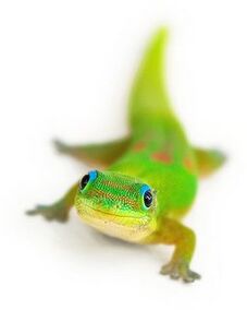 Gecko