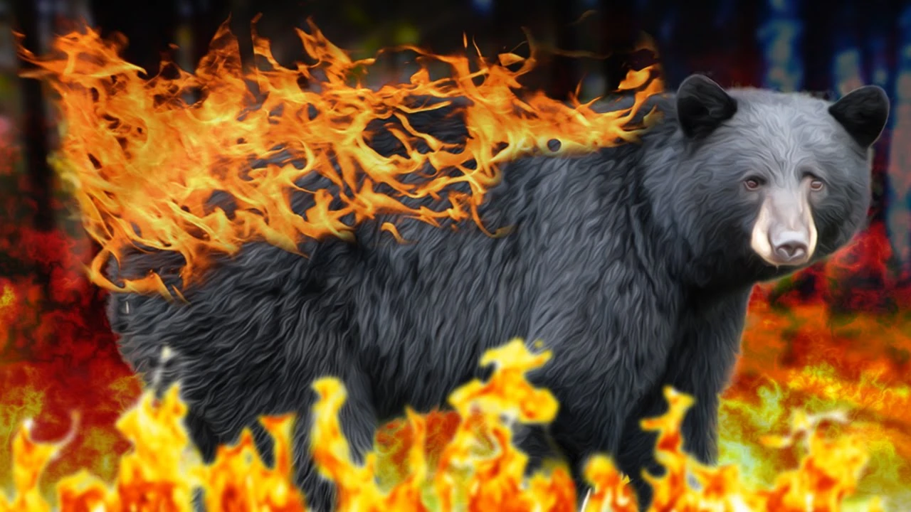 FIRE BEAR DON'T CARE Jacksepticeye Wiki Fandom