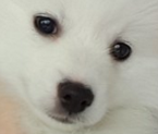Cute puppy face