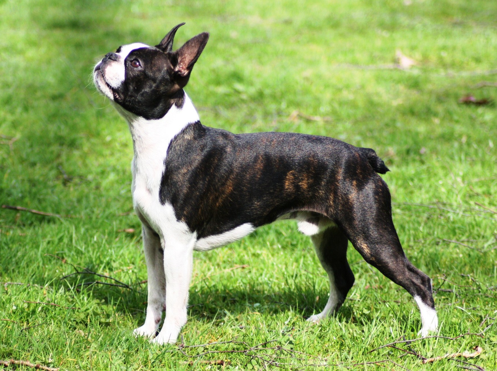 Boston Terrier | Jackys Hunde Wiki | FANDOM powered by Wikia