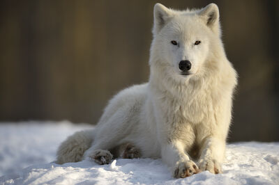 Image Oliver Krueger polarwolf klein-auheim
