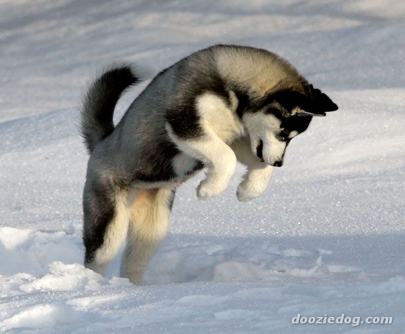 Sibirischer Husky | Jackys Hunde Wiki | FANDOM powered by Wikia