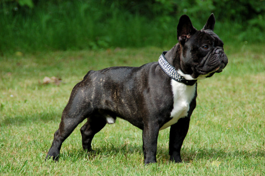 Französische Bulldogge Jackys Hunde Wiki Fandom