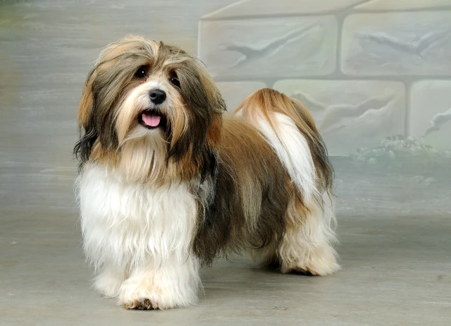 Havaneser Jackys Hunde Wiki FANDOM powered by Wikia