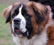 Bernhardiner | Jackys Hunde Wiki | FANDOM powered by Wikia
