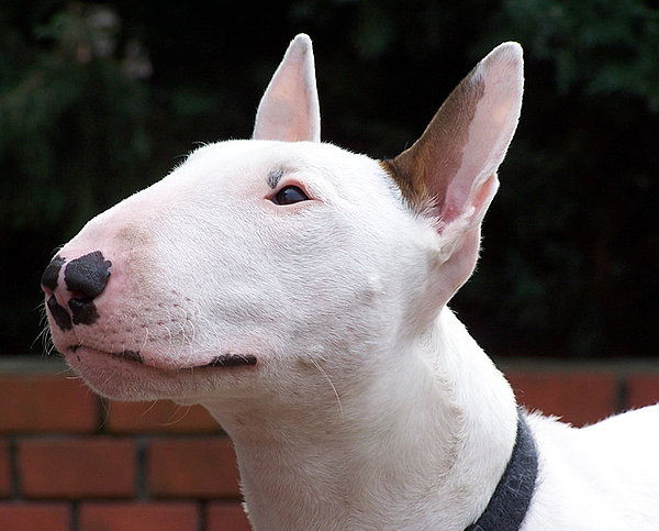 English Bull Terrier Jackys Hunde Wiki FANDOM powered by Wikia