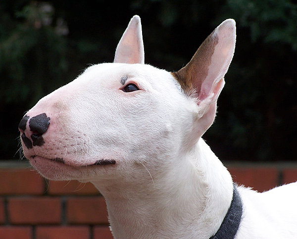 English Bull Terrier Jackys Hunde Wiki Fandom