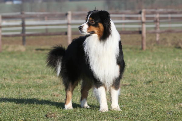 Bild - Australian-shepherd-deckruede-foto-bild-52975780 ...