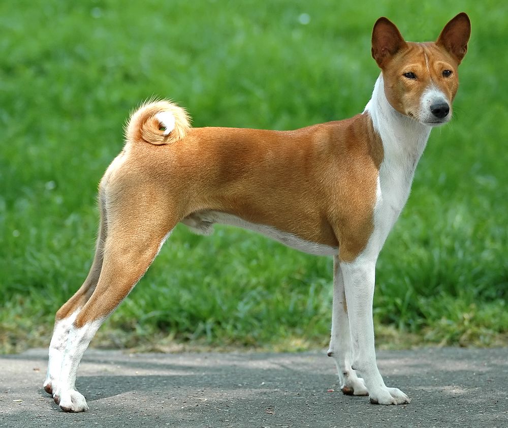 Basenji Jackys Hunde Wiki FANDOM powered by Wikia