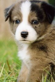 Hunde 025