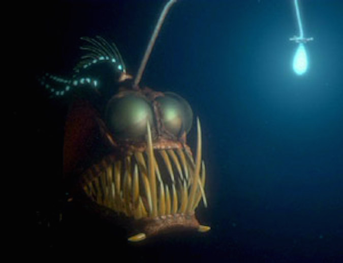 Anglerfish | Jaden's Adventures Wiki | FANDOM powered by Wikia