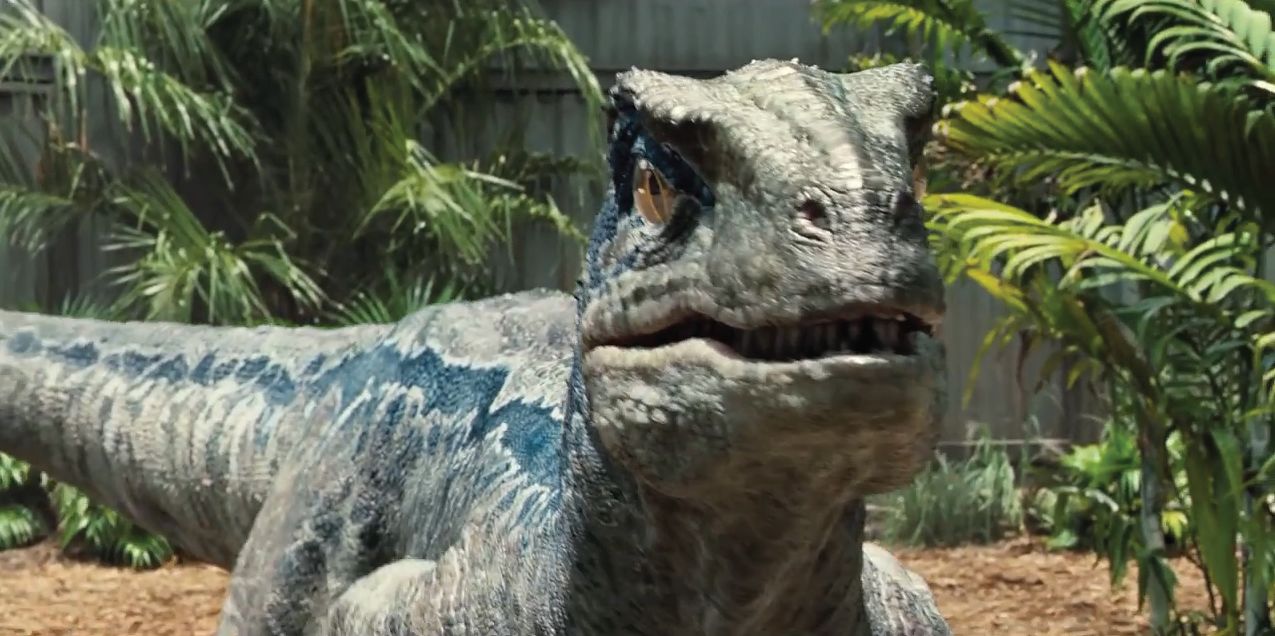blue velociraptor from jurassic world