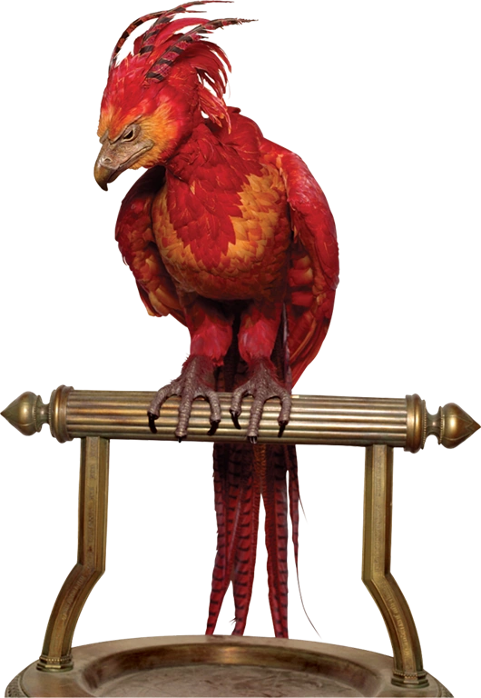 Fawkes | Jaden's Adventures Wiki | FANDOM powered by Wikia