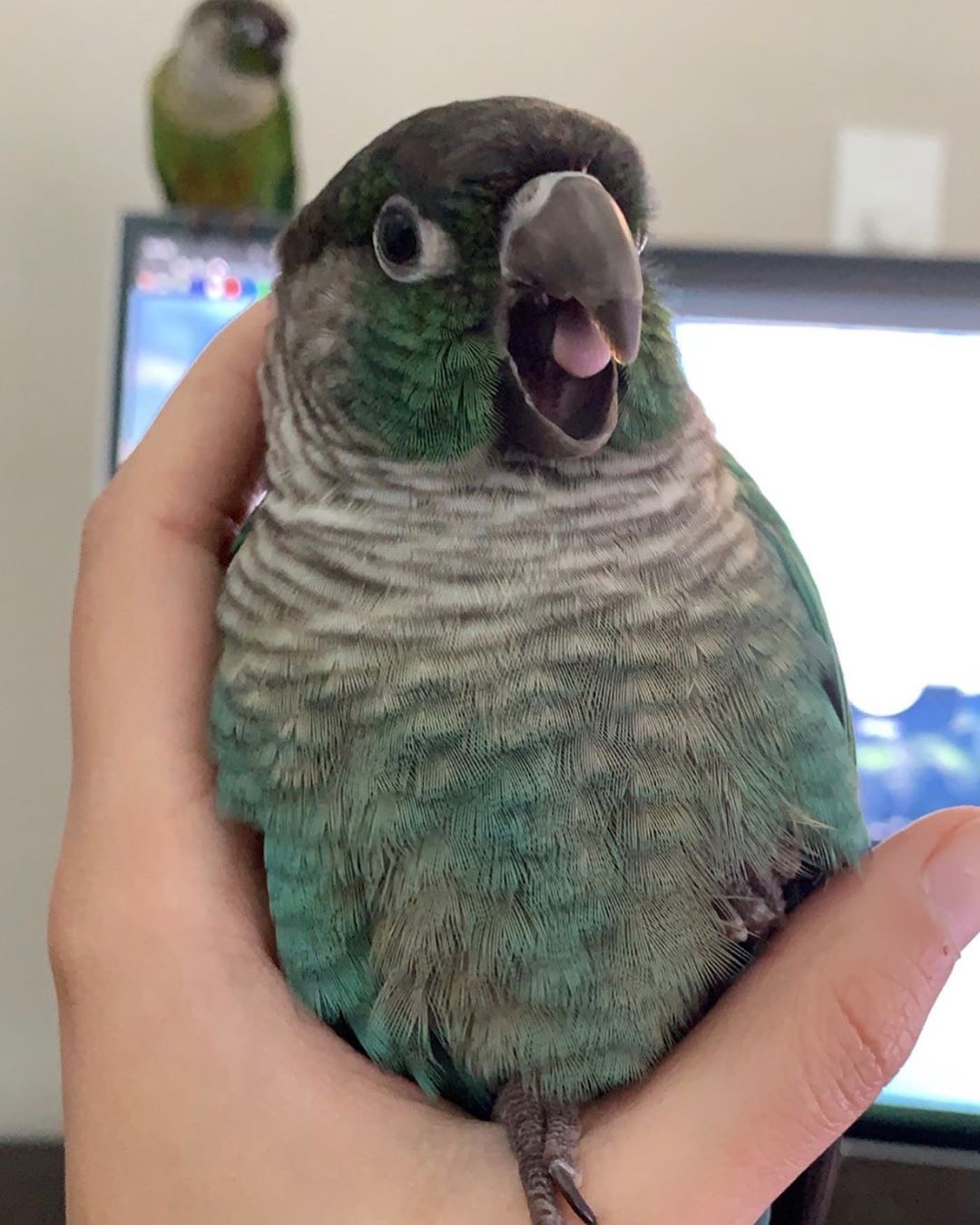 ari bird plush