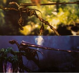 Fan Lizard Tag und Nacht