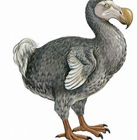 Dodo